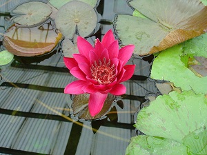 13 LOTUSBLOEM FREDNA
